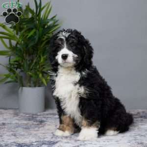 Asher, Mini Bernedoodle Puppy